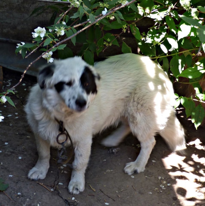 PANDA, femelle croisée épagneul petite taille née en 2014 - adoptée par Laurence et son époux (dpt57) 11287110
