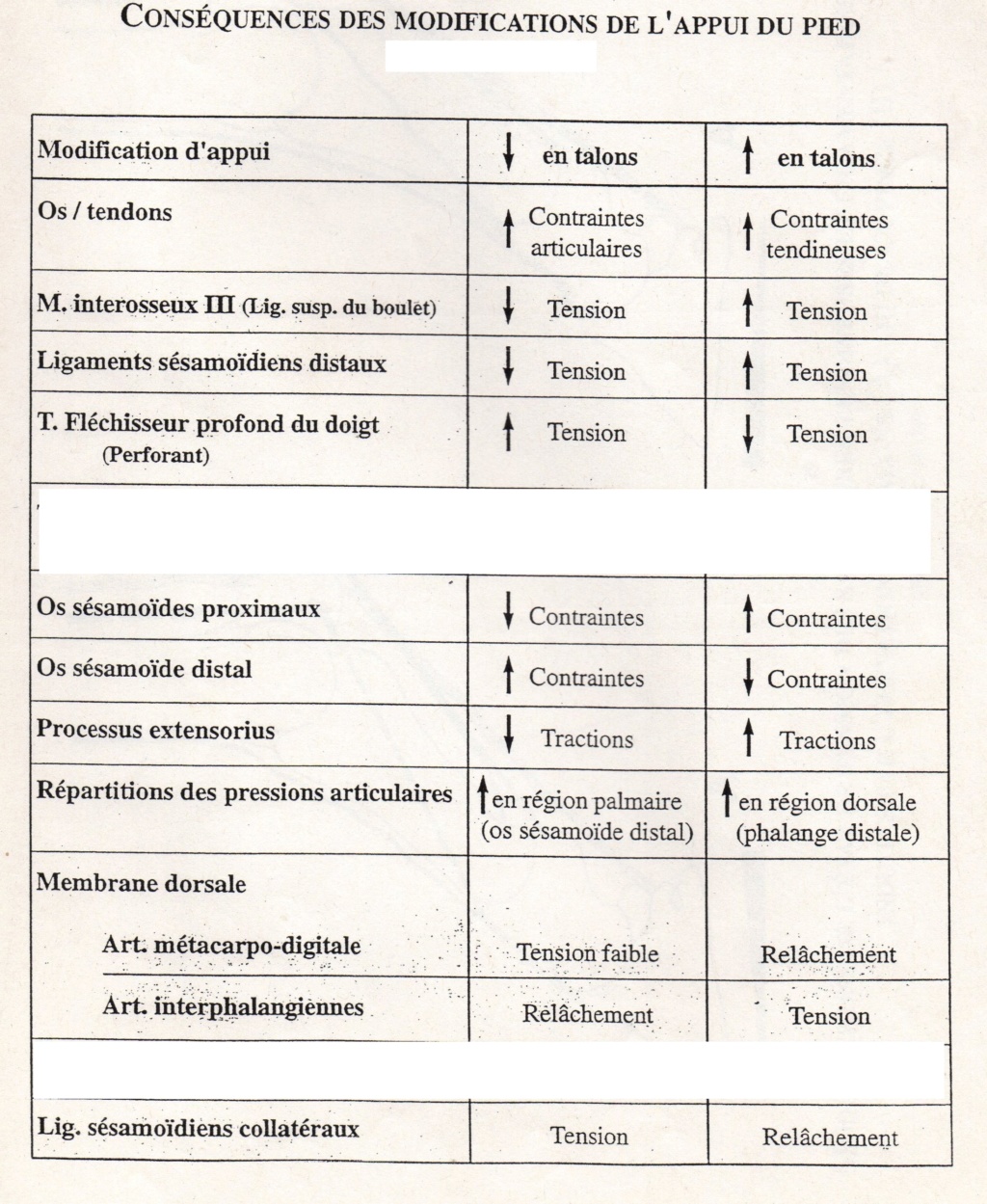 Conséquences des modifications de l'appui du pied Img11610