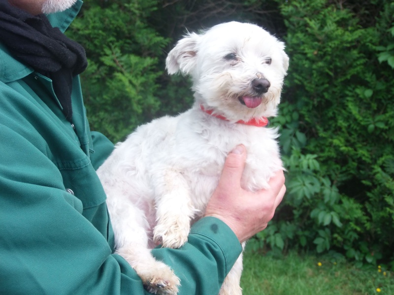 BILLY BICHON M 10 ANS REFUGE BETHUNE 62 P5031012