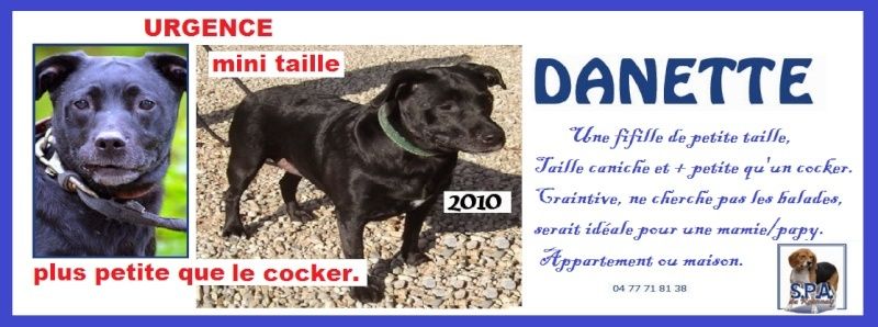 DANETTE - x labrador  5 ans - Spa du Roannais à Roanne (42) Aaa10
