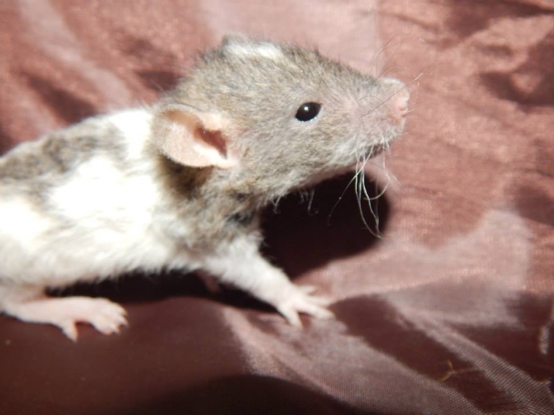 INC/PVC Max X PVC Elsa ( 2 malous rex agouti ) 11060010