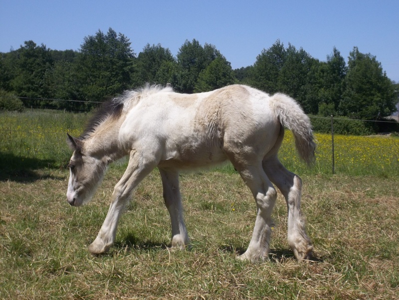 poulain pie isabelle : Forest du Bray Juin_f22