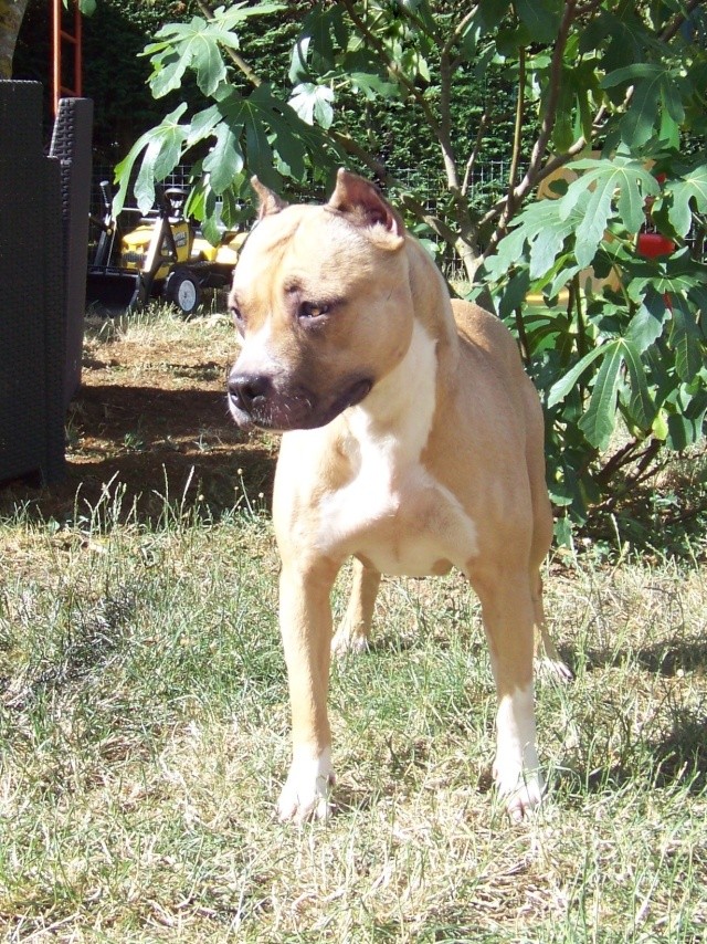 Success Story Coffee et Honey (amstaff) - Page 4 100_3310