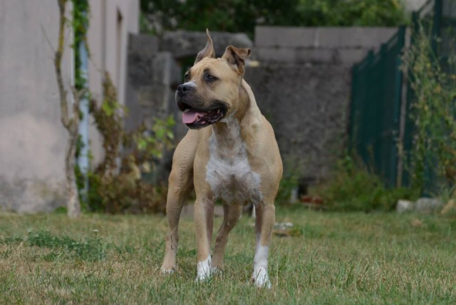 Success Story Coffee et Honey (amstaff) - Page 5 10389210