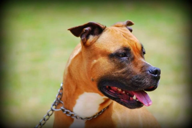 Success Story Coffee et Honey (amstaff) - Page 4 11391510