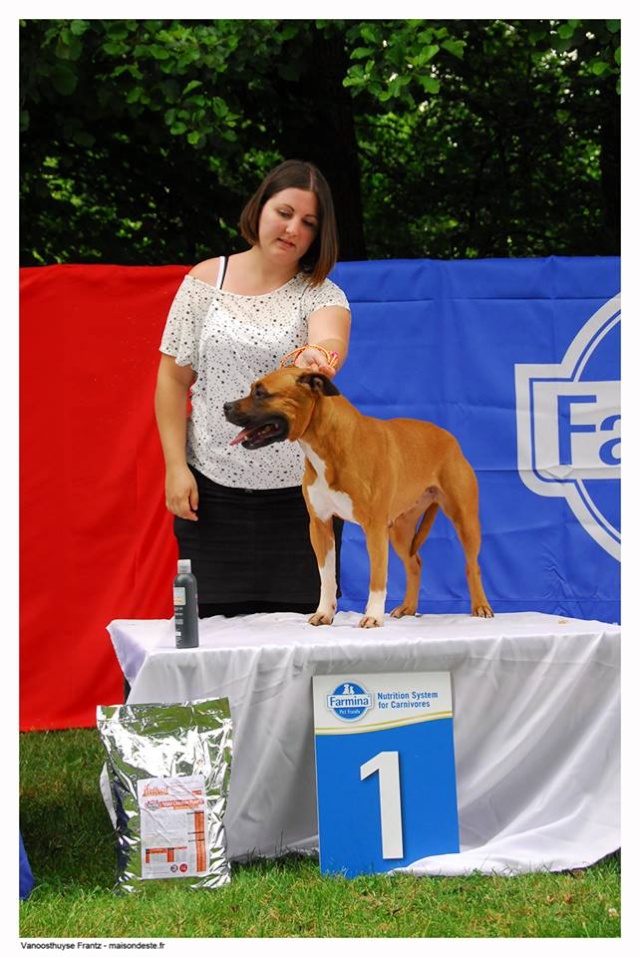 Success Story Coffee et Honey (amstaff) - Page 4 11696810