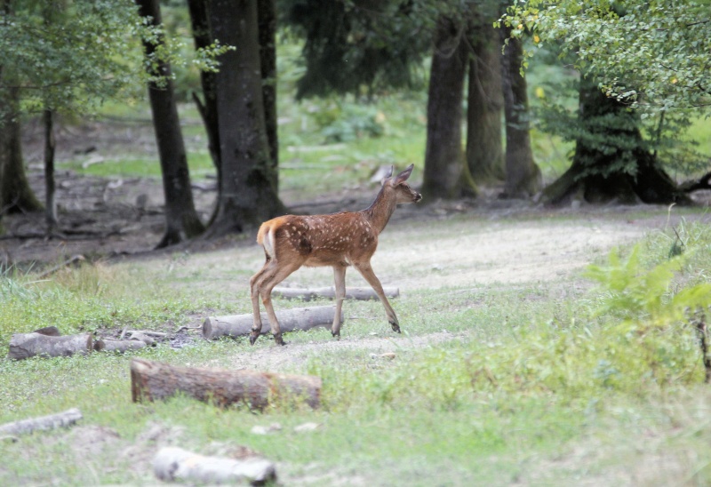 Mes photos animalières - Page 24 Faon10