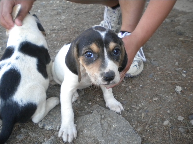 KALI (chiot femelle croisé ariégeois) Chiot_12