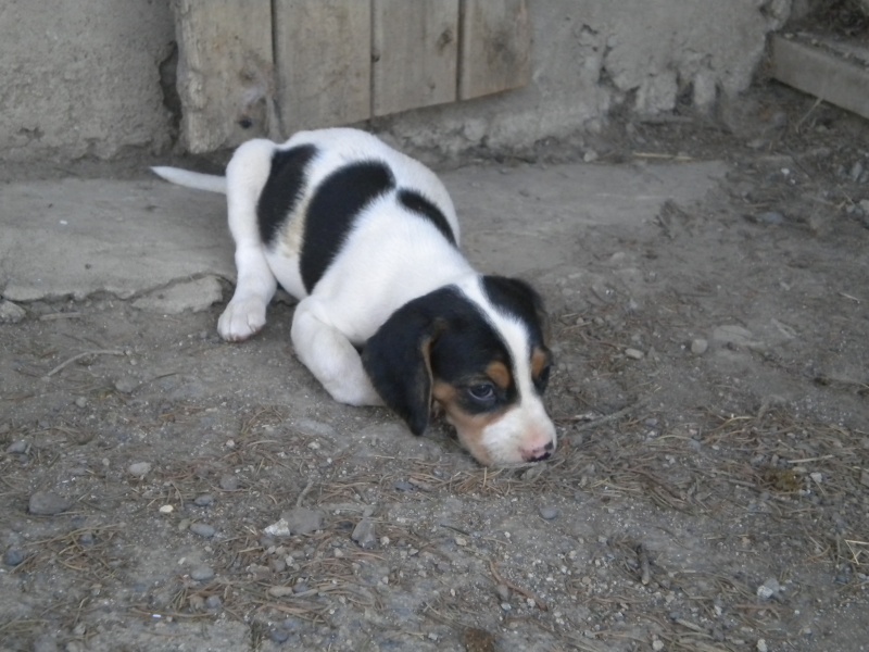 KENZA - xchiot x ariegeois - Sos Animaux à Le Broc (63) Chiot_17