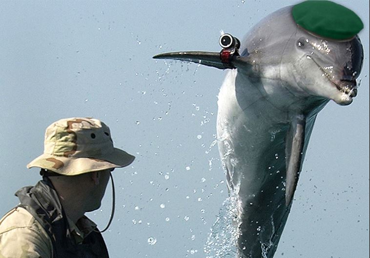 [Zoologie - Mammifère marin] Un dauphin espion capturé par le Hamas (août 2015) Showim10