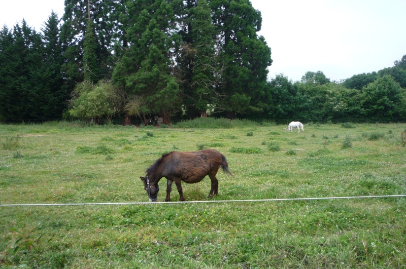 Tous les CR du WE du 20 et 21 juin 2015 P1090525