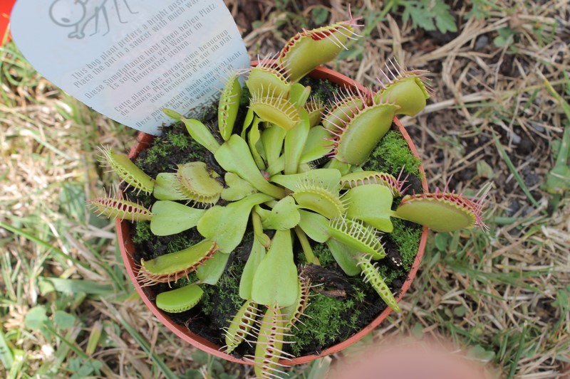 Dionaea Muscipula (Plante carnivore) Img_1910