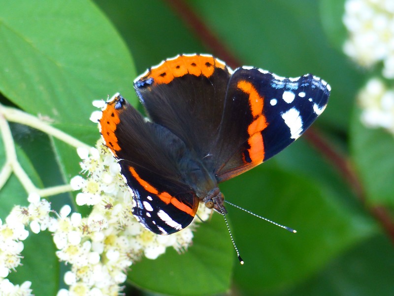 Mes photos de papillons de la nature. Copie_10