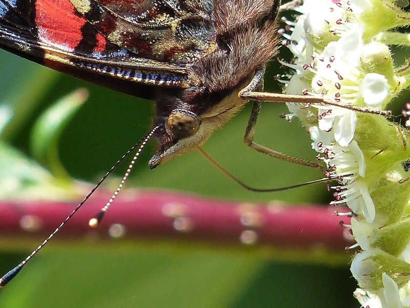 Les photos d'insectes prise dans la nature par Ptit moineau Copie_12