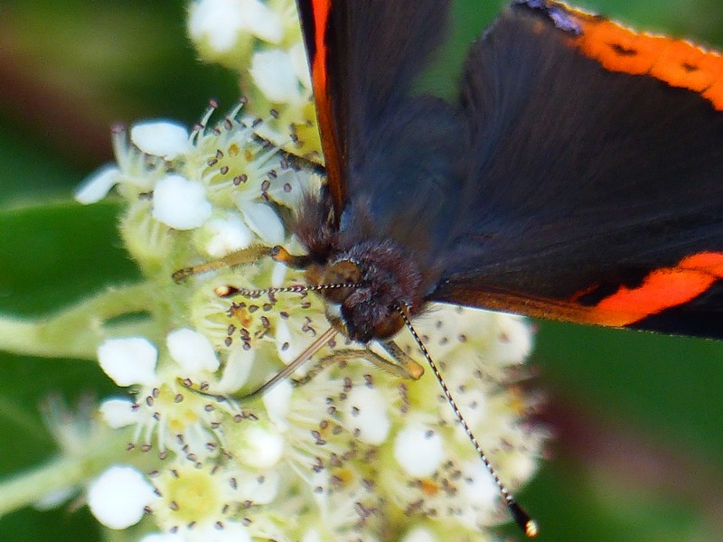 Mes photos de papillons de la nature. Copie_13