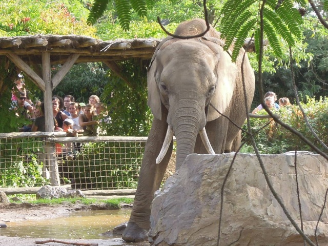 Zoo de la Flèche (72) Dscn6725