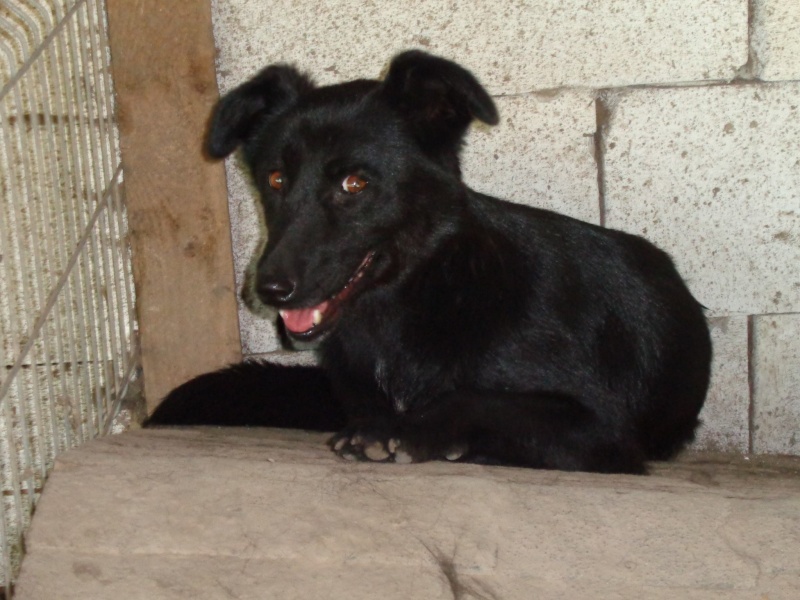 STELLA - x labrador 5 ans (5 ans de refuge- de Lenuta, Roumanie) - Asso Arche d'Eternité - 77 Stella10