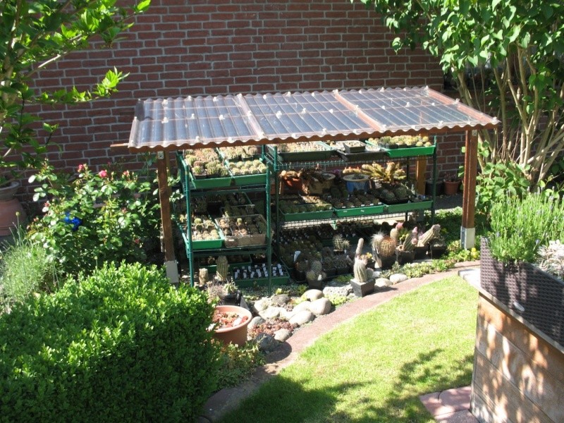 Rundgang durch meinen Garten mit vielen Kakteen (Wühlmaus) Img_6417