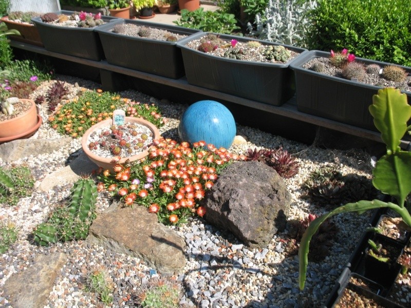 Rundgang durch meinen Garten mit vielen Kakteen (Wühlmaus) Img_6421