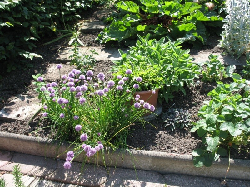 Rundgang durch meinen Garten mit vielen Kakteen (Wühlmaus) Img_6435