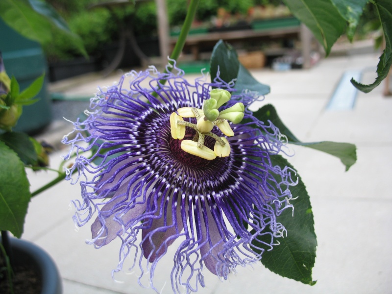 Passiflora - Passionsblume - kleine "Juwelen" - alles über Aussaat, Pflege, Vermehrung und natürlich Blütenbilder :) - Seite 17 Passif11