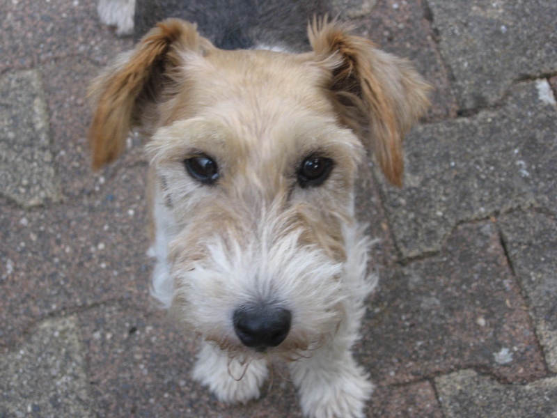 VOYOU - fox terrier 10 ans - Sos Animaux à Le Broc (63) Voyou210