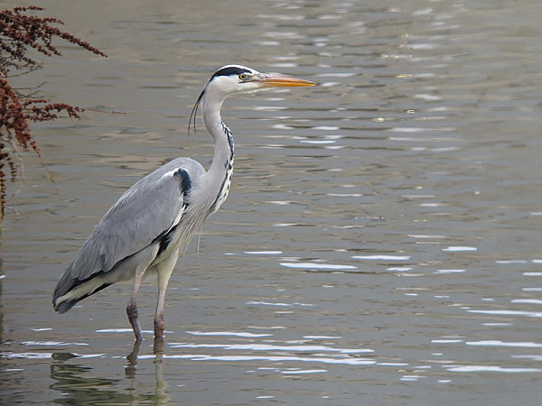 Les animaux - Page 16 Heron10