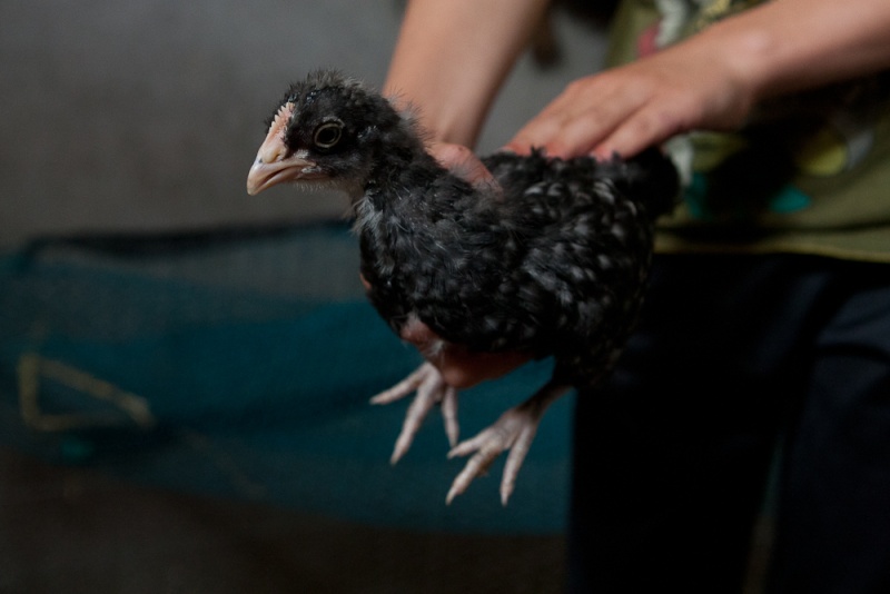 Poussins coucou de Rennes 0210