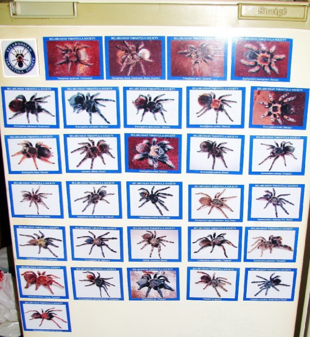 Коллекционные магнитики для холодильников от «Belarussian Tarantula Society»! 110