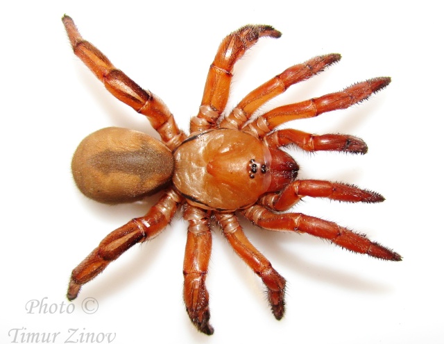 Ctenolophus sp. (Trapdoor spider) - Страница 2 Red10