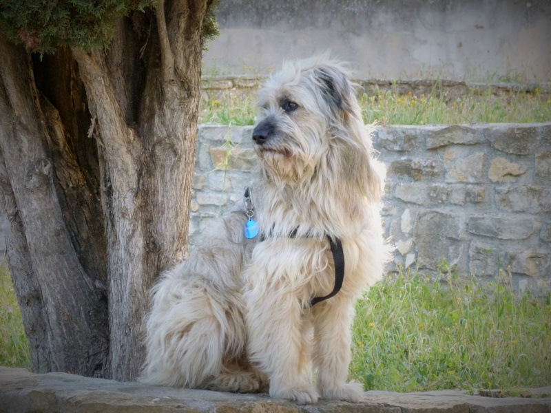 Puffy, chien croise berger des Carpates, très sociable 10446110