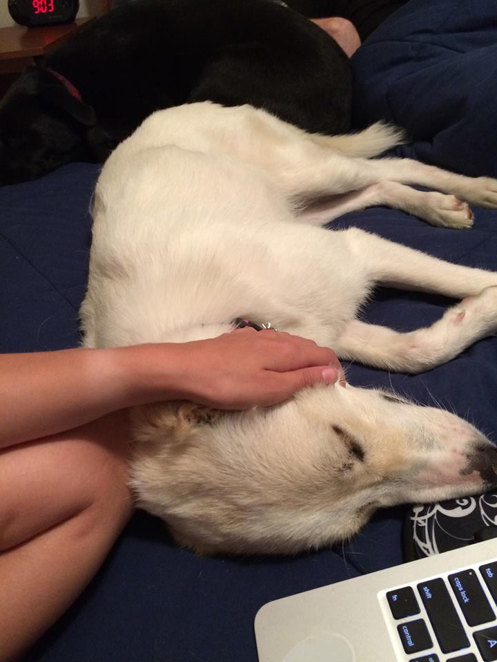 Thaïs, sœur de Yoko, petite femelle très sociable, née en avril 2014 11692510