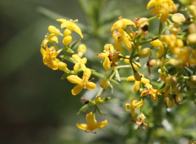 Un oeuf sur une plante Fleurs10