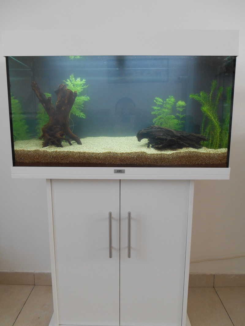 Aide pour l'installation d'un aquarium 120L (filtre, sol, plantes...) Dscn4911