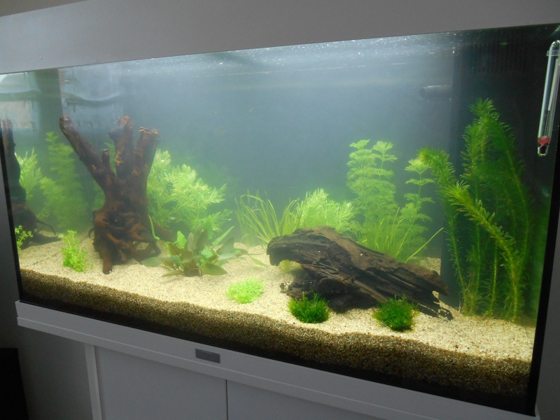 Aide pour l'installation d'un aquarium 120L (filtre, sol, plantes...) Dscn4914