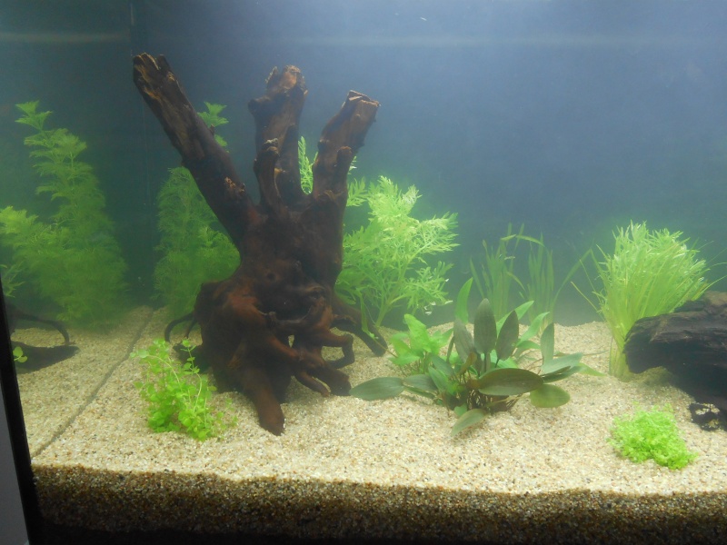 Aide pour l'installation d'un aquarium 120L (filtre, sol, plantes...) Dscn4915