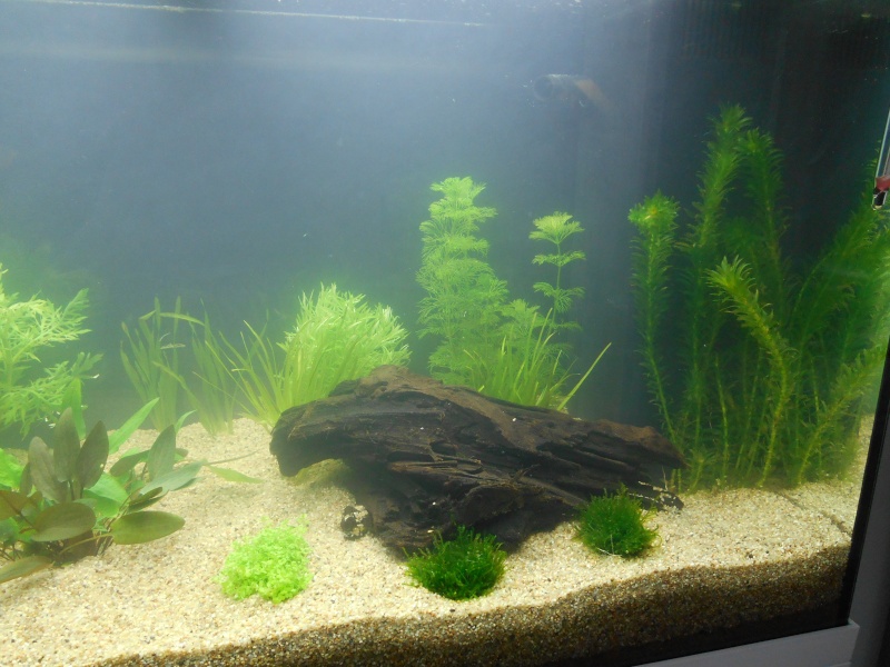 Aide pour l'installation d'un aquarium 120L (filtre, sol, plantes...) Dscn4916