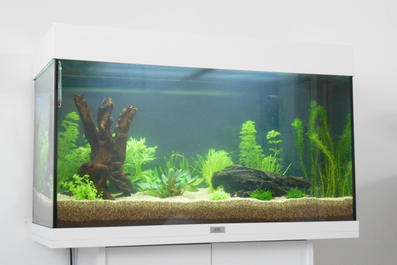 Aide pour l'installation d'un aquarium 120L (filtre, sol, plantes...) Dscn4919