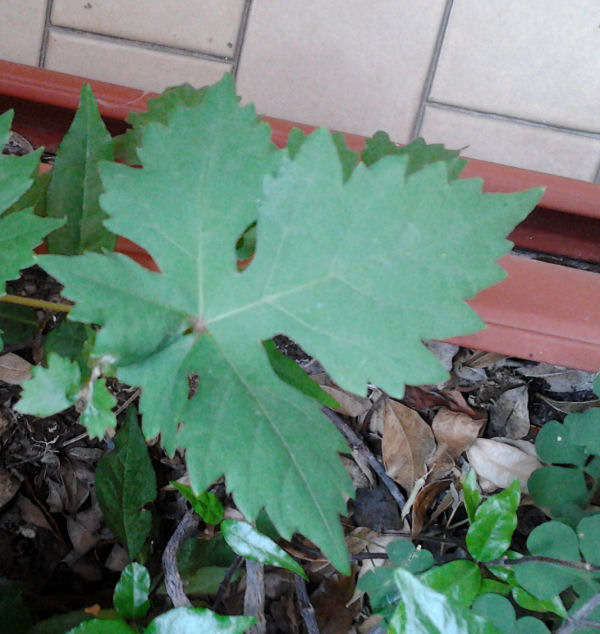 Qualcuno conosce queste foglie ?? Pianta11