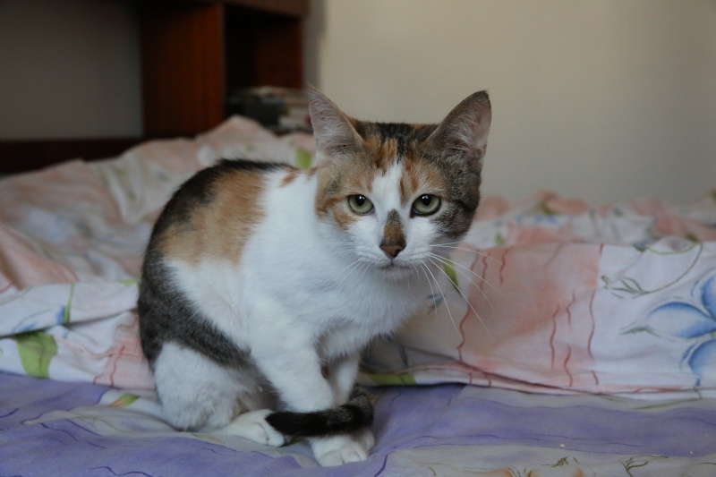 Ina, petite chatte très maigre, en FA chez Monica - Adoptée en France Association MGA Hx9a0412