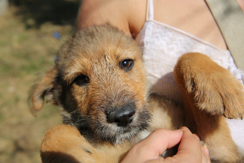 O'Maley, petit chiot adorable, né en mai 2015  Hx9a2318