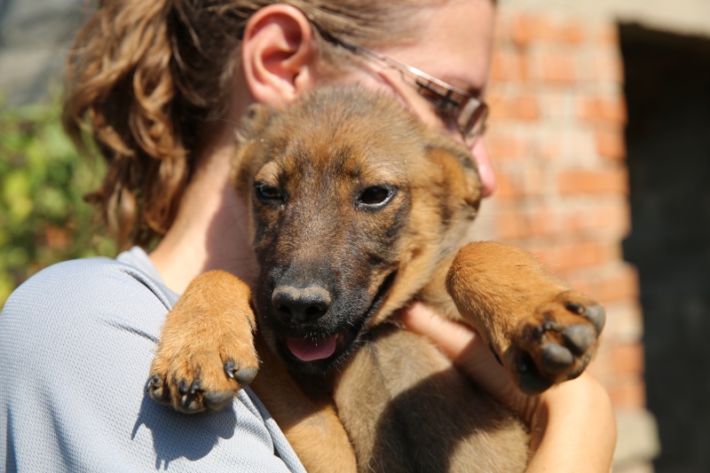 Libby, petit amour de chienne, née en mai 2015  Hx9a4112