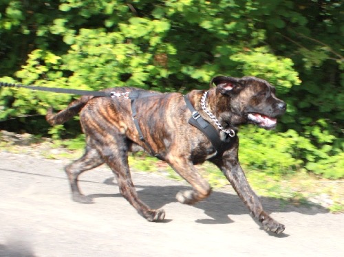 Canicross et Cane Corso ? Img_1014