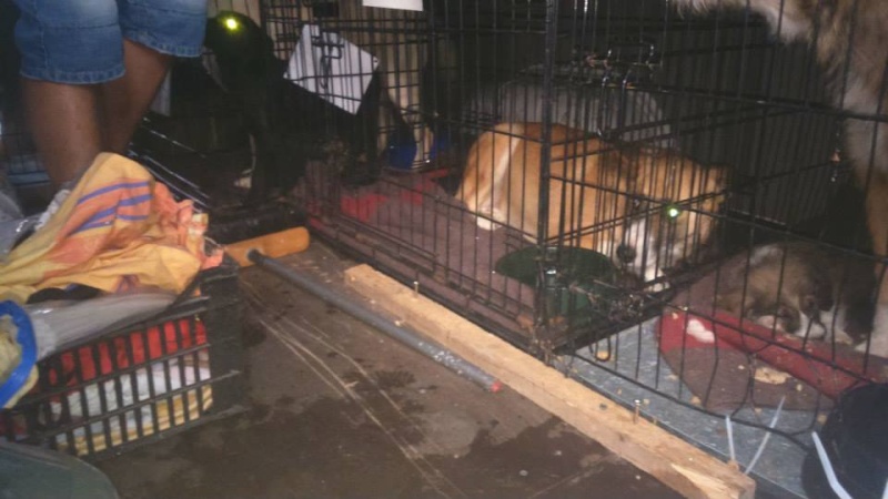ARRIVEE DES CHIENS D ORASTIE - RAPATRIEMENT CAMION DU 16 AOUT 2015 - Page 4 Chance16