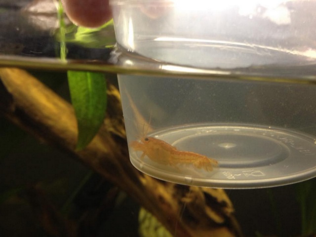 Mon Aquarium 54L 11350310
