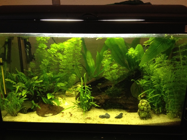 Mon Aquarium 54L Img_5610