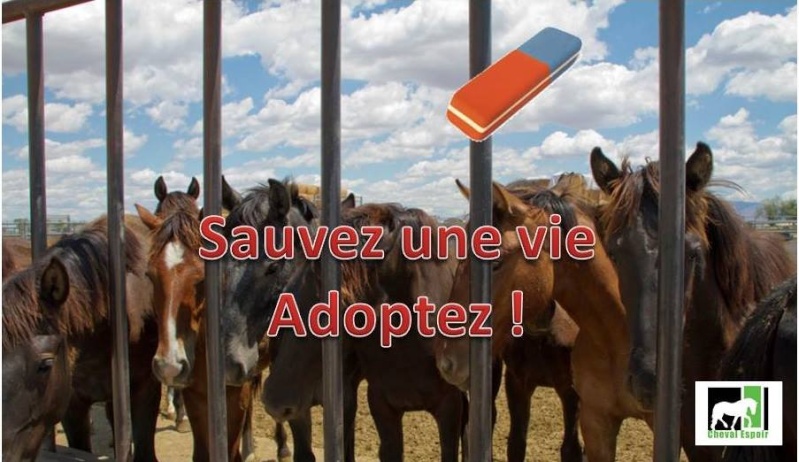 ADOPTER UN CHEVAL - FONCTIONNEMENT 11755110