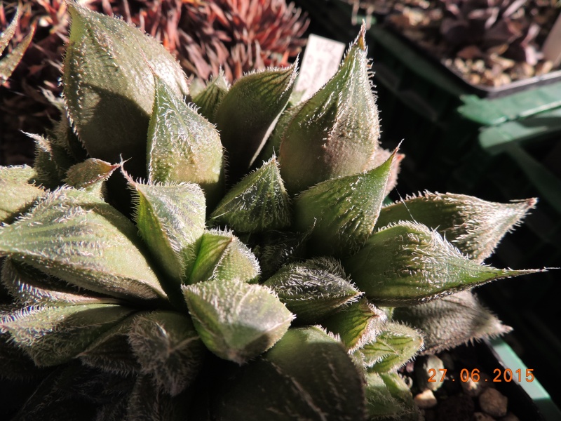 Cacti and Sukkulent in Köln, every day new flowers in the greenhouse Part 126  Bild_227