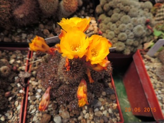 Cacti and Sukkulent in Köln, every day new flowers in the greenhouse Part 126  Bild_278