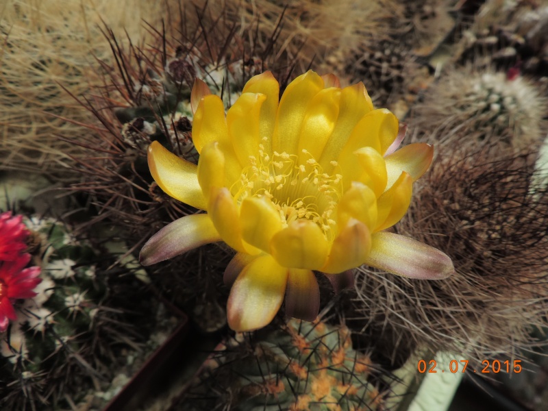 Cacti and Sukkulent in Köln, every day new flowers in the greenhouse Part 126  Bild_304